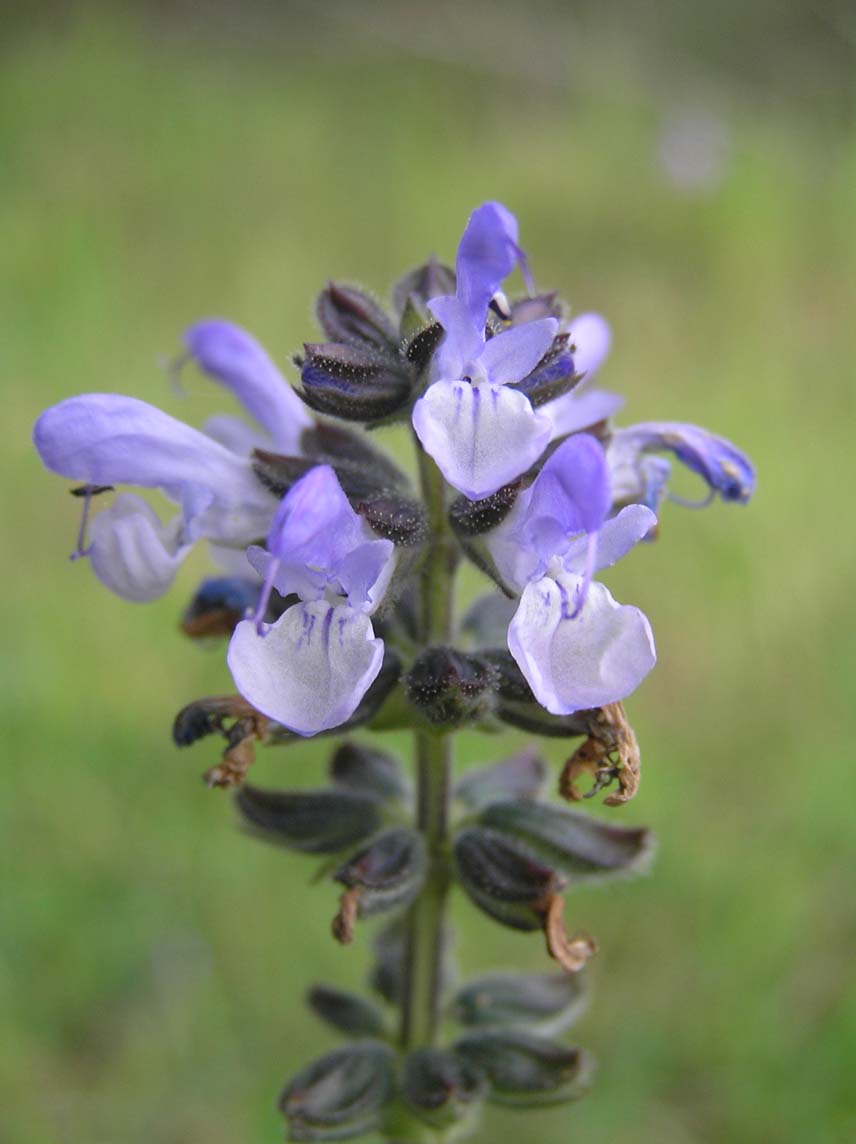 Salvia verbenaca / Salvia minore